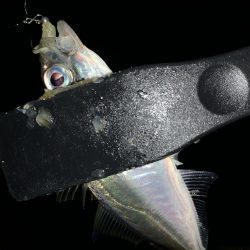 アーバンサイドアジング