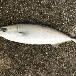 22日に引き続き好調