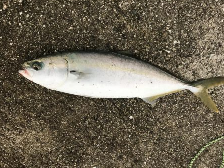 22日に引き続き好調