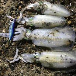 大きくなってきた