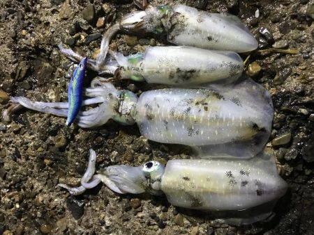 大きくなってきた