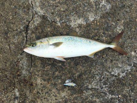 まずまずの釣果