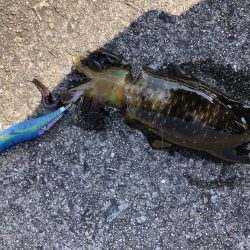 島根県のはずが…