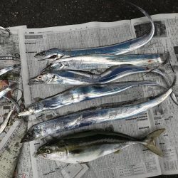 タチウオ朝マズメで爆釣