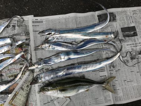 タチウオ朝マズメで爆釣