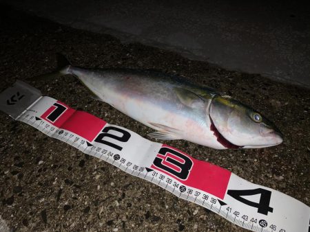 釣れてるって聞いて調査に行ったつもりが。