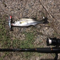 リバーシーバス