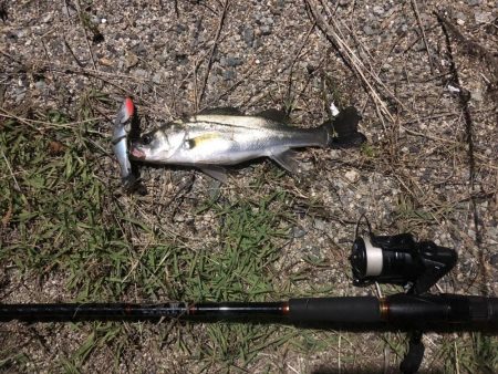 リバーシーバス