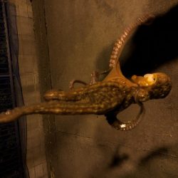 エギングでイカとタコ