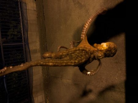 エギングでイカとタコ