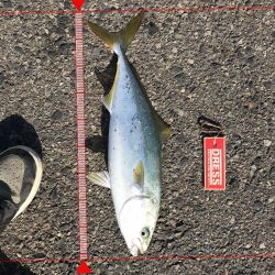 10月16日太刀魚ハマチ