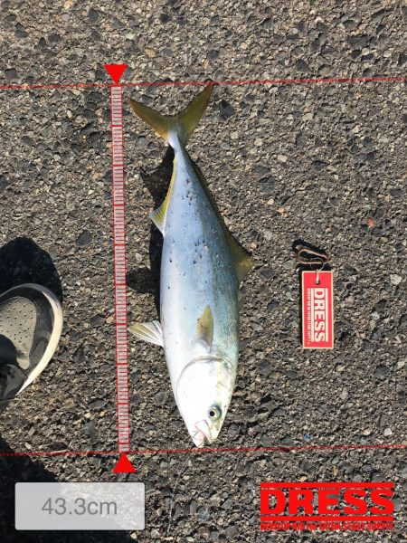 10月16日太刀魚ハマチ