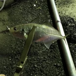 雨上がりのアジング