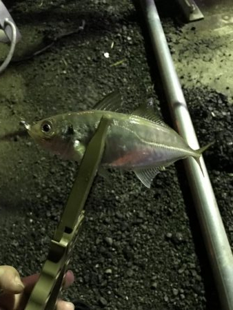 雨上がりのアジング