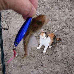 波止でタチウオ、エソ、地磯でアオリイカ