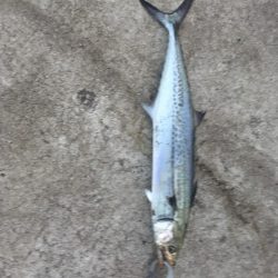いろんな魚種が釣れました！