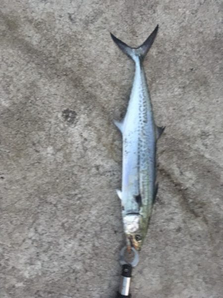 いろんな魚種が釣れました！