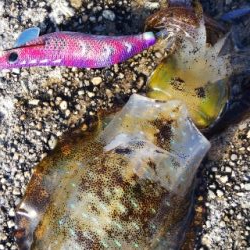 午後から短時間釣行