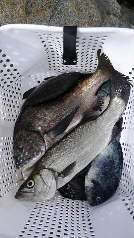 蓋井島フカセとルアー釣り