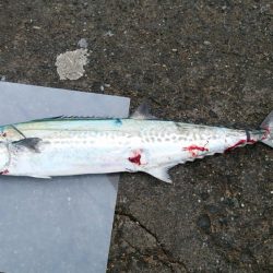 サゴシの群れが小さい？