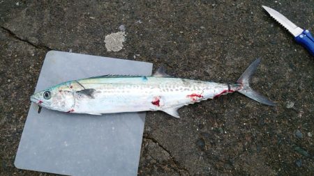 サゴシの群れが小さい？