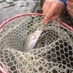 フライとルアー