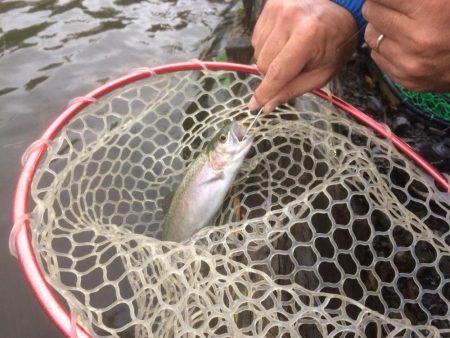 フライとルアー