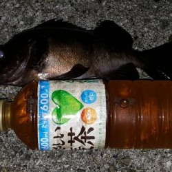 あじメバリング