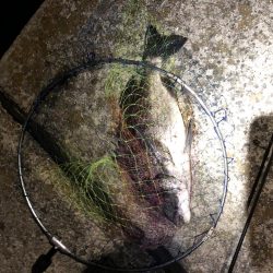 アジング と泳がせ