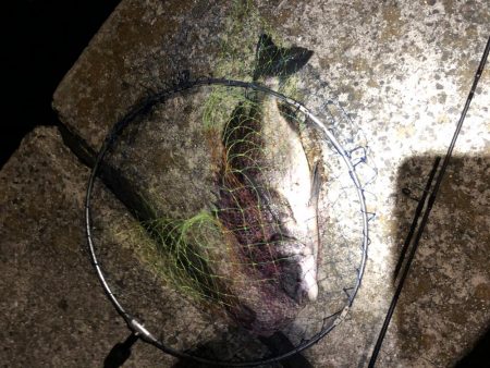 アジング と泳がせ