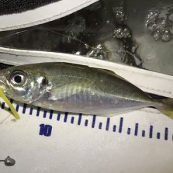 短時間アジング