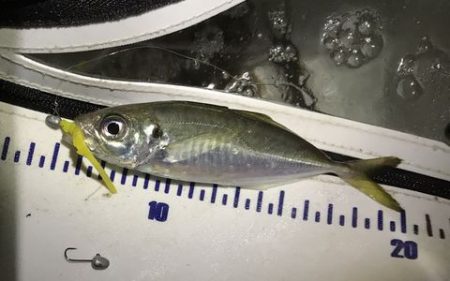 短時間アジング