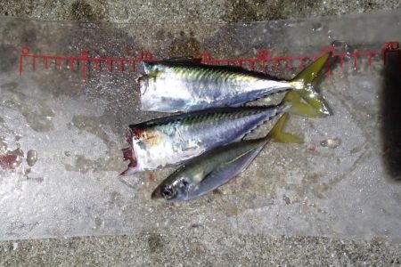 釣れるには釣れたが・・・