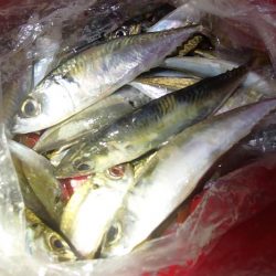 アジは快釣、タチウオは・・・