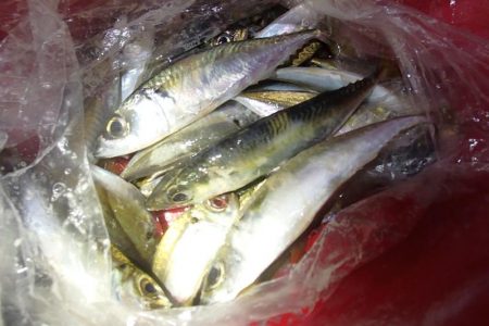 アジは快釣、タチウオは・・・