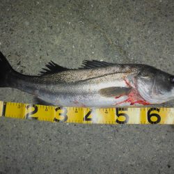 秋のハイシーズン調査