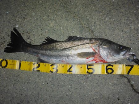 秋のハイシーズン調査