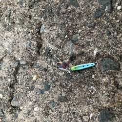 アジ ◯ タチウオ駄目