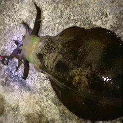 ナイトエギング