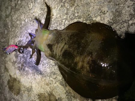 ナイトエギング