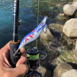 エギング晴天釣行