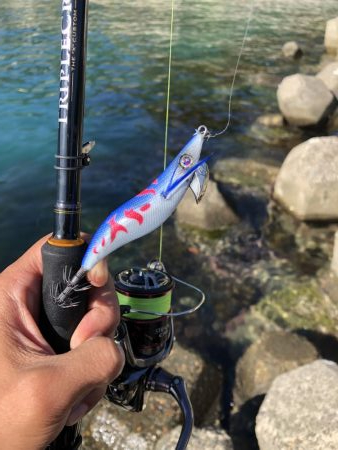 エギング晴天釣行