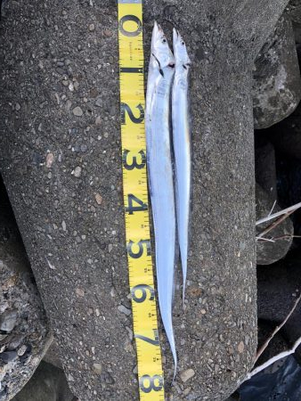 太刀魚と青物渋め