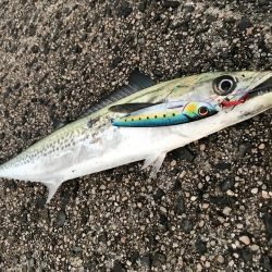 サゴシは安定の爆釣