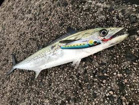 サゴシは安定の爆釣