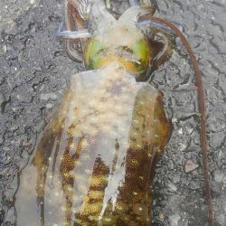 アオリがいません?