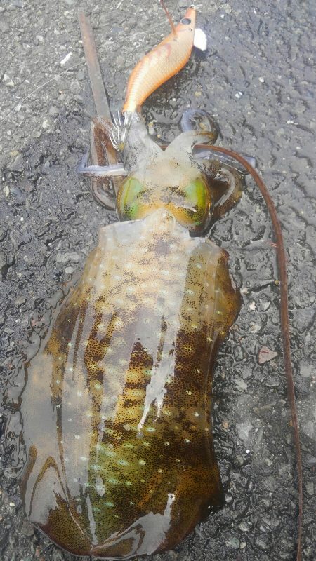 アオリがいません?