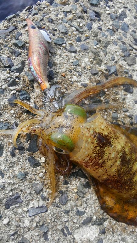 台風後、ポイント限られて~