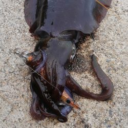 やっと300g アップ上がりました