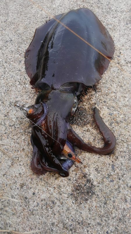 やっと300g アップ上がりました